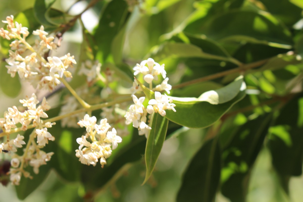 Ligustrum robustum (Roxb.) Blume